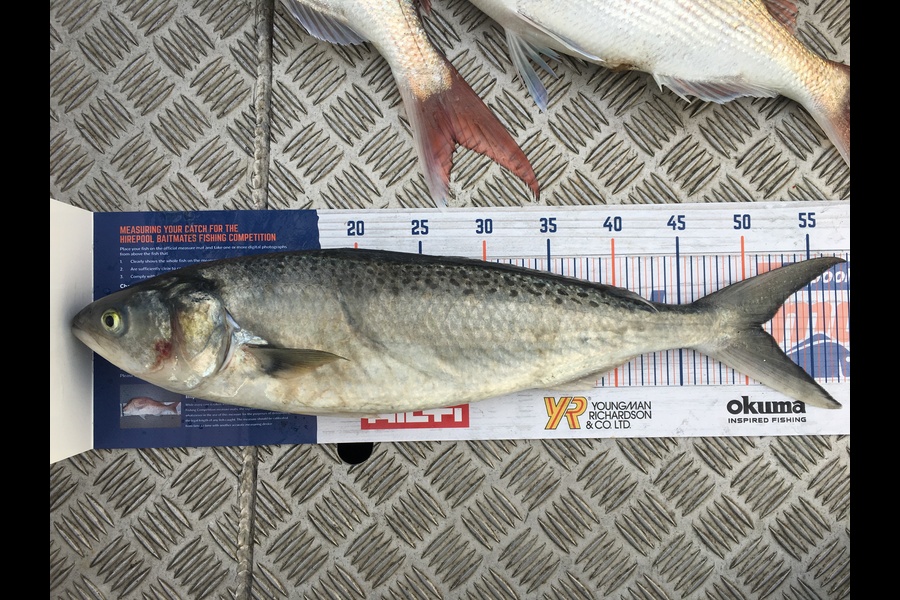 Murray Rigby caught this 51.0cm Kahawai at Napier during The Export NZ Fishing Competition