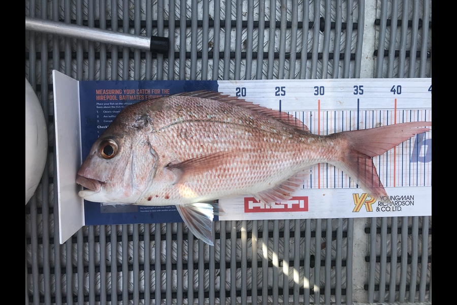 Bevan Sandison caught this 36.5cm Snapper at Kawau during The Export NZ Fishing Competition