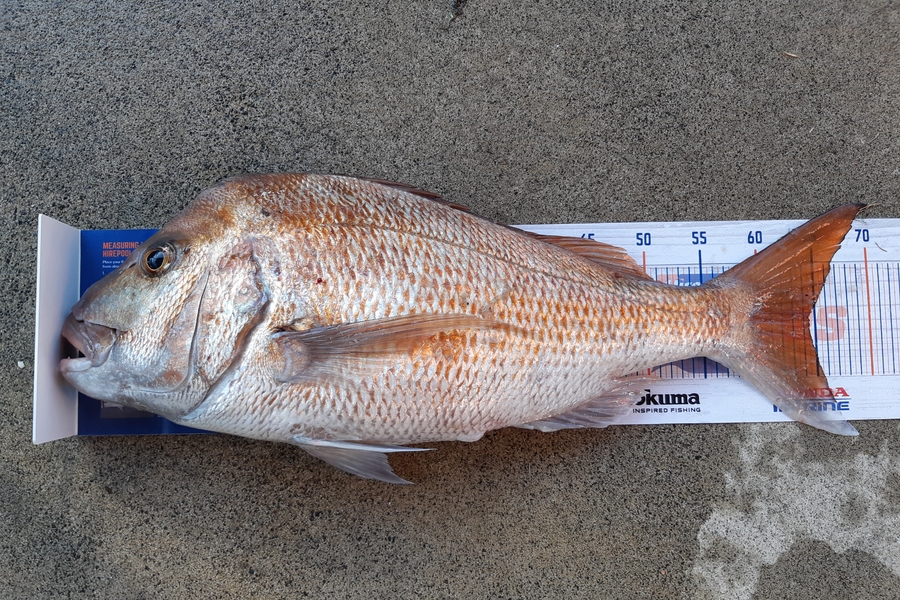 Hamish Wilson caught this 64.5cm Snapper at Hot water beach  during The Export NZ Fishing Competition