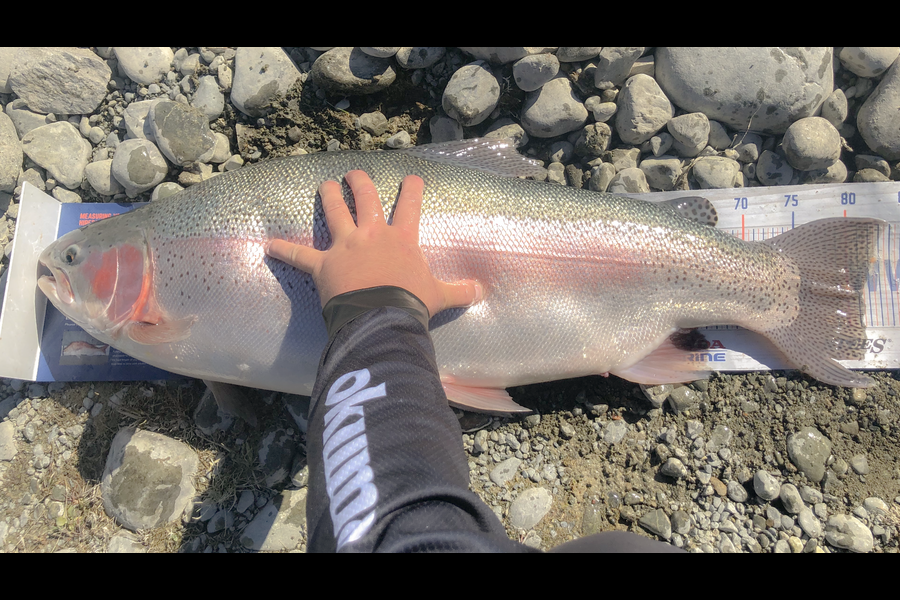 Bryce Helms caught this 81cm Trout at Twizel  during The Export NZ Fishing Competition