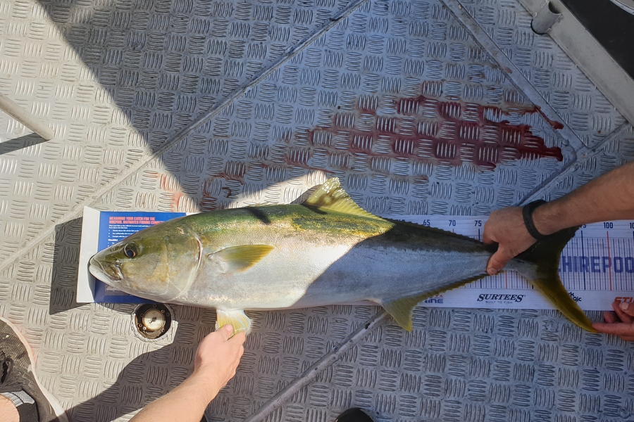 Glenn Marshall caught this 90.0cm Kingfish at Bop during The Export NZ Fishing Competition