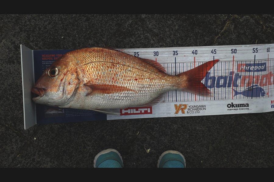 Lewis  Bristowe caught this 41.5cm Snapper at Rangitoto chanel  during The Export NZ Fishing Competition