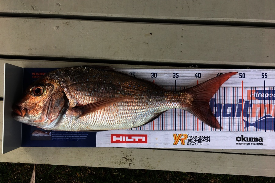 Neels Erasmus caught this 42.0cm Snapper at Tairua during The Export NZ Fishing Competition