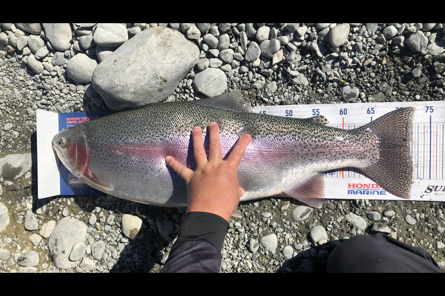 Bryce Helms caught this 71.5cm Trout at Twizel  during The Export NZ Fishing Competition