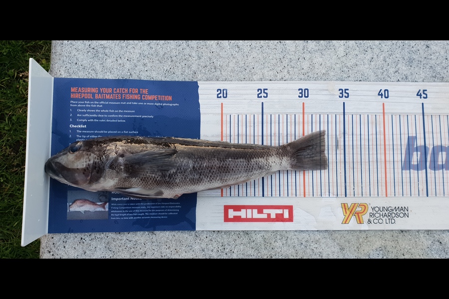 Leonie Egan caught this 32.5cm Blue Cod at Mahia  during The Export NZ Fishing Competition