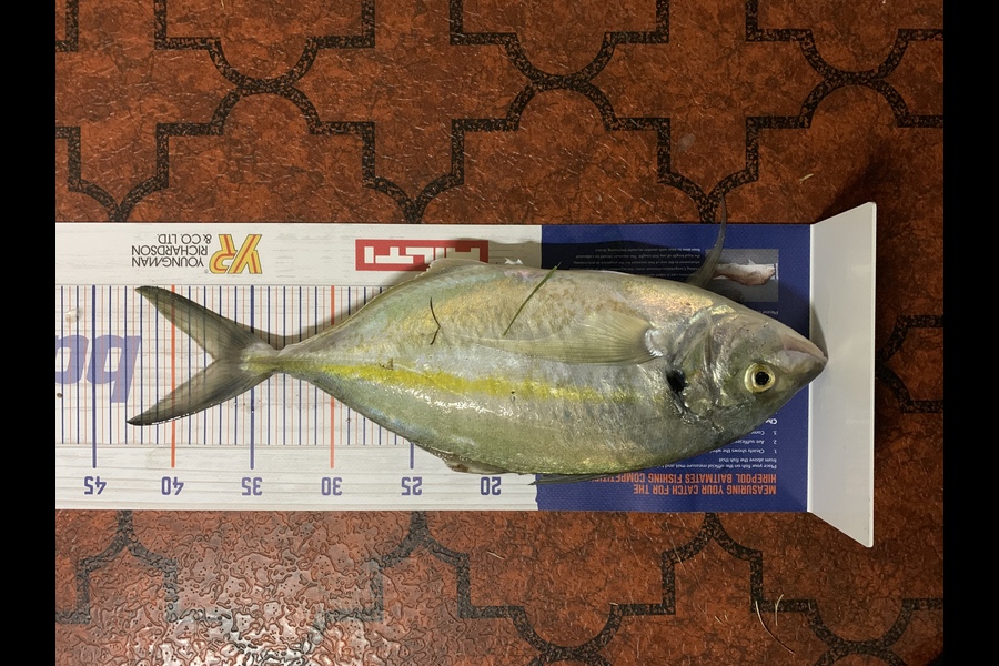 Clint Mills caught this 37cm Trevally at Maketu  during The Export NZ Fishing Competition