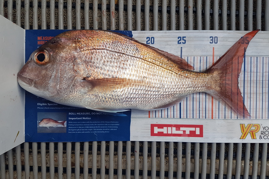 Gary Williamson caught this 34.0cm Snapper at Whangamata during The Export NZ Fishing Competition