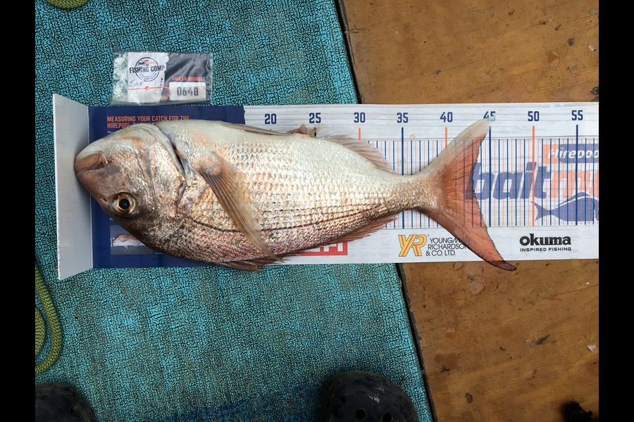 Jim Waerea caught this 43.0cm Snapper at Thames Firth mussel farms during The Export NZ Fishing Competition