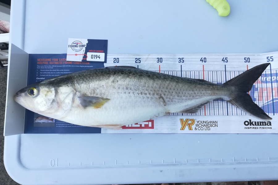 Mark Devantier  caught this 49.5cm Kahawai at Raglan  during The Export NZ Fishing Competition