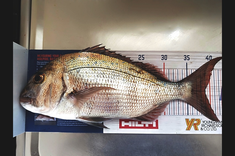 Troy Rae-Royle caught this 39.0cm Snapper at North Shore during The Export NZ Fishing Competition