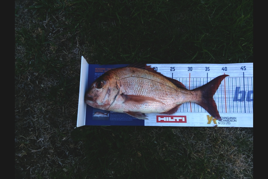 Michael James caught this 36.0cm Snapper at Hihi during The Export NZ Fishing Competition