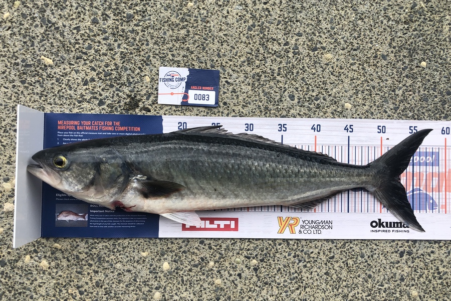 Clinton Ballot caught this 53.0cm Kahawai at Hole in the Rock during The Export NZ Fishing Competition