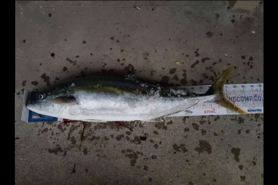 Mike Stainthorpe caught this 112.0cm Kingfish at Ranfurly Banks during The Export NZ Fishing Competition