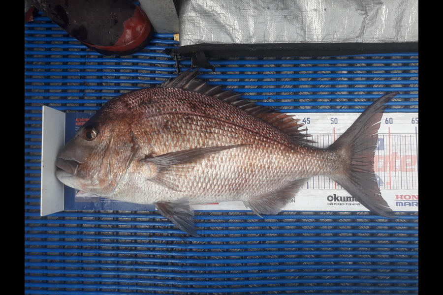 Adam Cochrane caught this 56.5cm Snapper at Bay of islands during The Export NZ Fishing Competition
