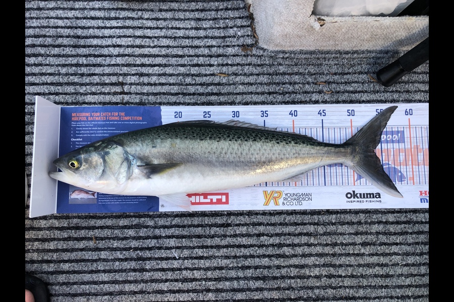Duncan  Hammon  caught this 53.0cm Kahawai at Tauranga  during The Export NZ Fishing Competition