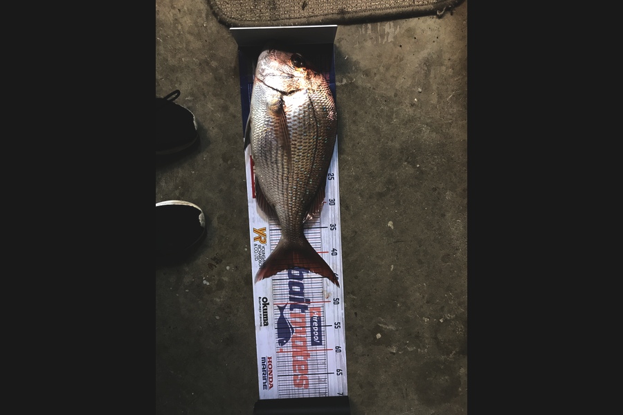 Elliot Gordon caught this 42.5cm Snapper at Tauranga during The Export NZ Fishing Competition