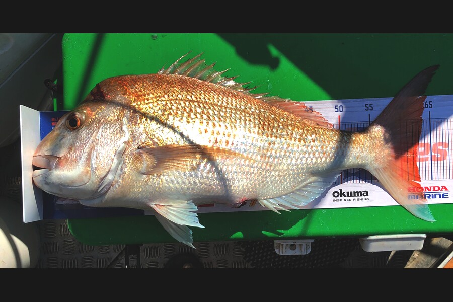 John Ra caught this 62.0cm Snapper at Coro Farms during The Export NZ Fishing Competition