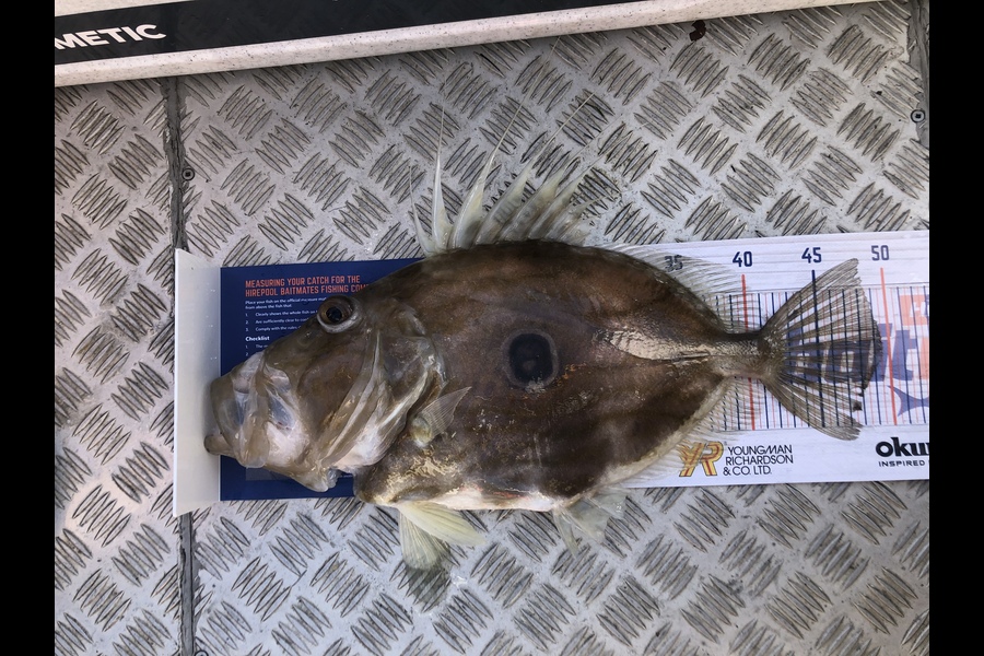 Rudee Lim caught this 48cm John Dory at Kawau during The Export NZ Fishing Competition