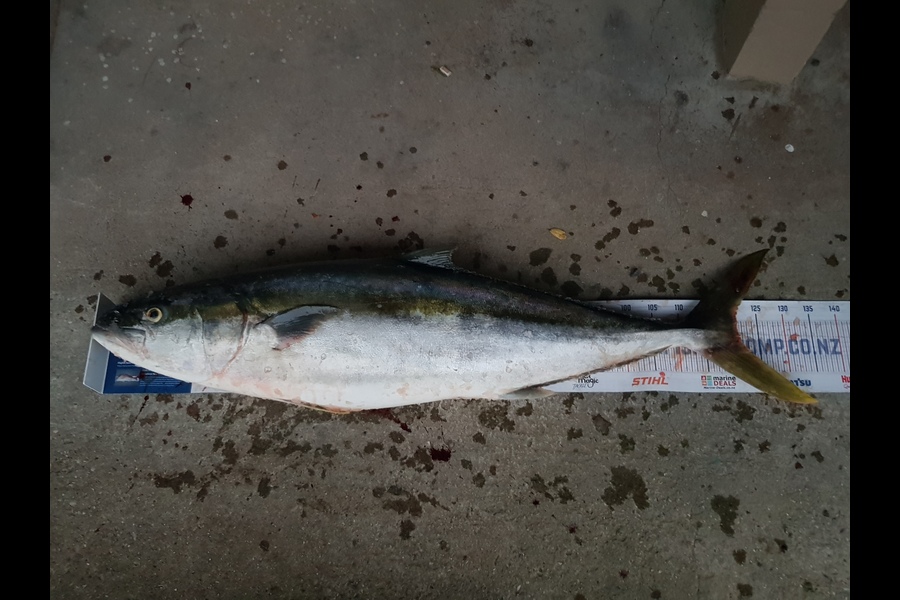 Mike Stainthorpe caught this 121.0cm Kingfish at Ranfurly Banks during The Export NZ Fishing Competition
