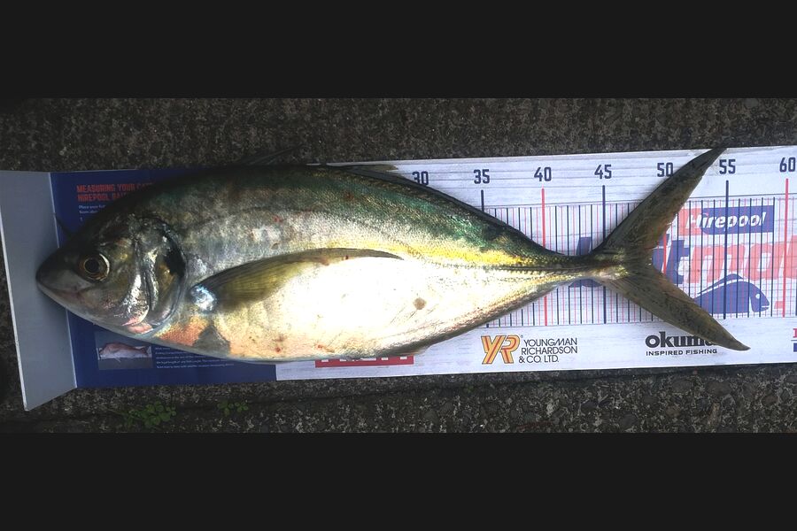 Leigh Page caught this 48.5cm Trevally at Wellington south coast during The Export NZ Fishing Competition