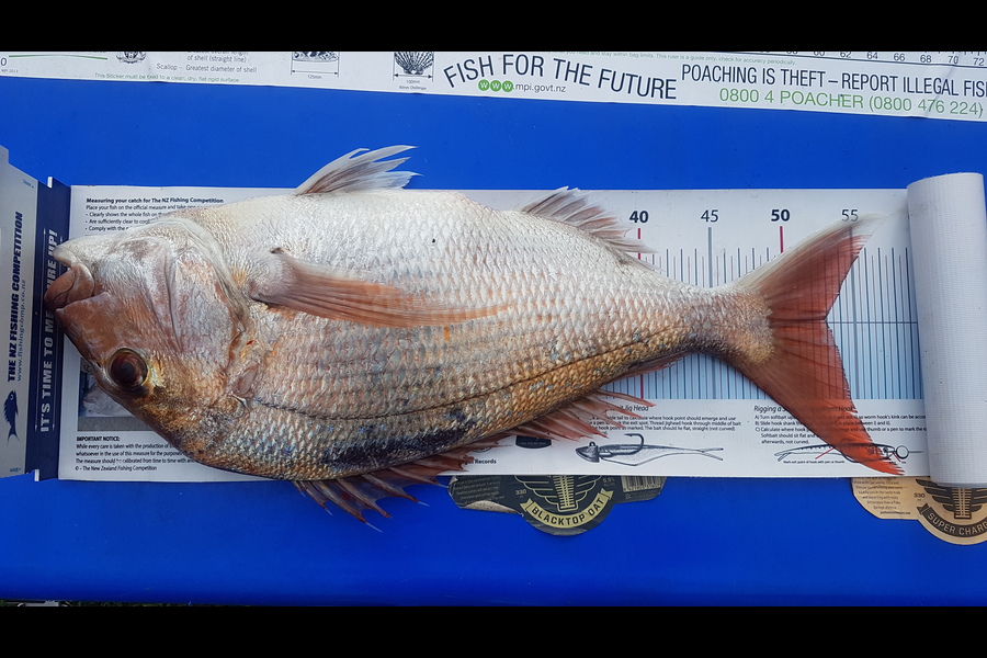 Andrew Martin caught this 53.0cm Snapper at Kapiti during The Export NZ Fishing Competition