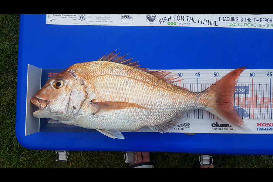 Andrew Martin caught this 54cm Snapper at Kapiti during The Export NZ Fishing Competition