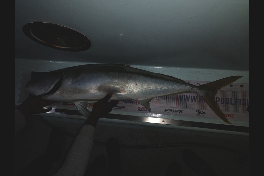 Mohammed  Kaiyum  caught this 98.0cm Kingfish at Tauranga  during The Export NZ Fishing Competition
