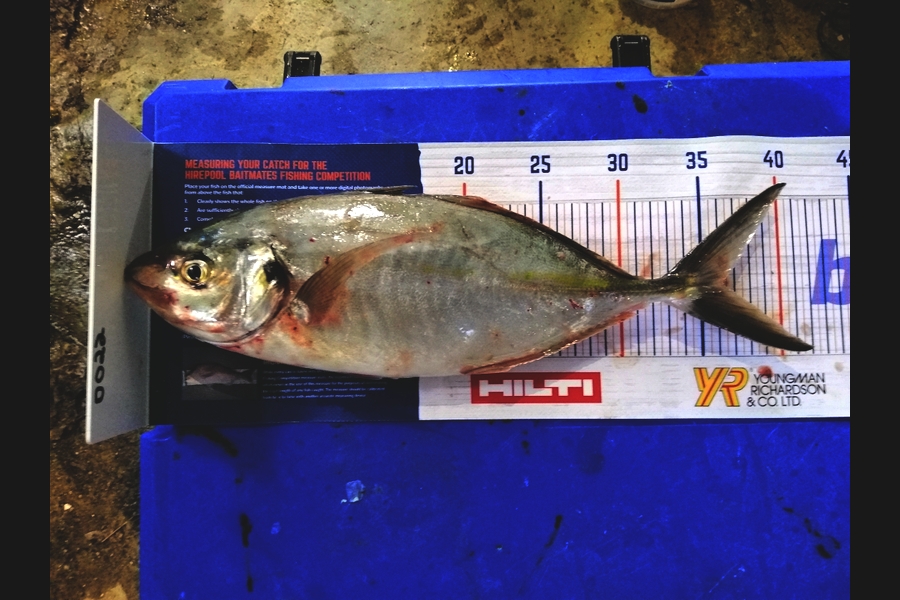 steve taylor caught this 36.0cm Trevally at chicks during The Export NZ Fishing Competition