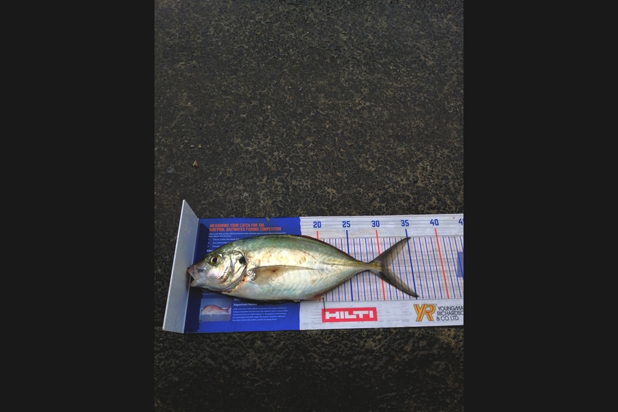 Andre Zowitzkey caught this 31.0cm Trevally at Stanmore  during The Export NZ Fishing Competition