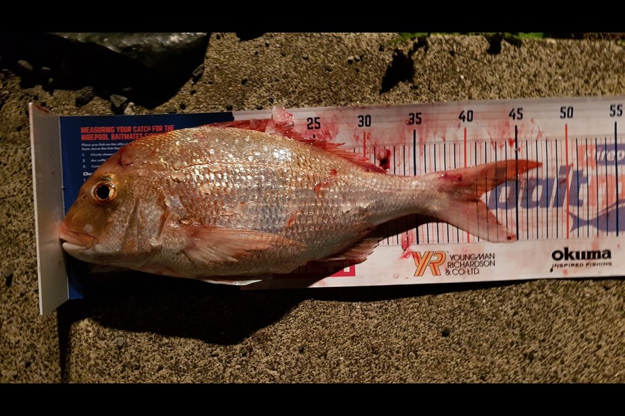 Phillip  Perry caught this 41.0cm Snapper at Chamberlins Island during The Export NZ Fishing Competition