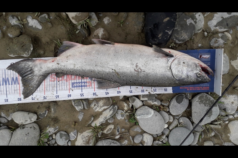 Bob Murphy caught this 76cm Salmon at Rakaia River during The Export NZ Fishing Competition