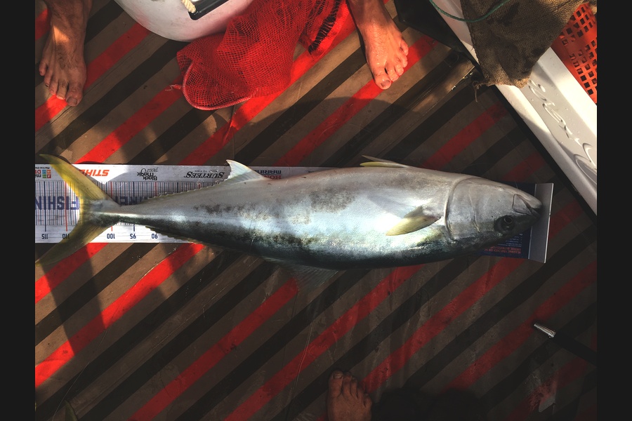 David  Griffin caught this 107.0cm Kingfish at Mercury islands during The Export NZ Fishing Competition