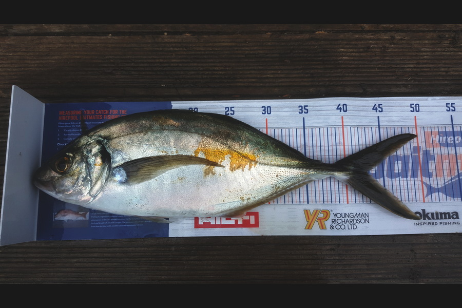 Terry Fricker caught this 42.5cm Trevally at Hen & Chicks during The Export NZ Fishing Competition