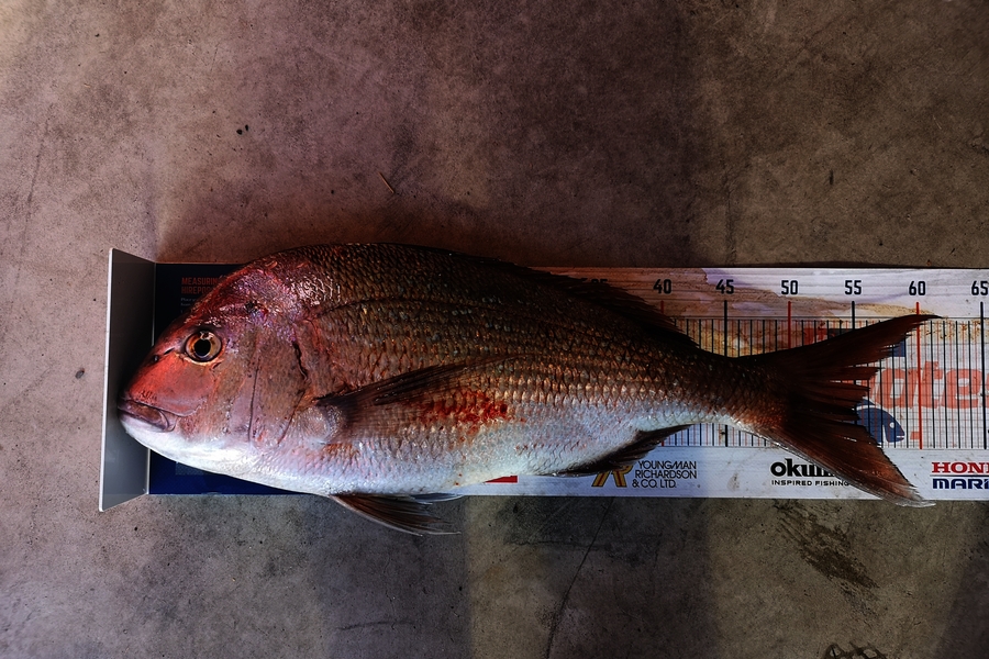 Liam Devlin caught this 55.0cm Snapper at Coromandel  during The Export NZ Fishing Competition