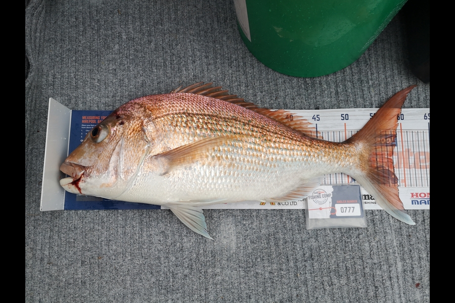 Cassandra Raj caught this 58.0cm Snapper at Coromandel Harbour during The Export NZ Fishing Competition