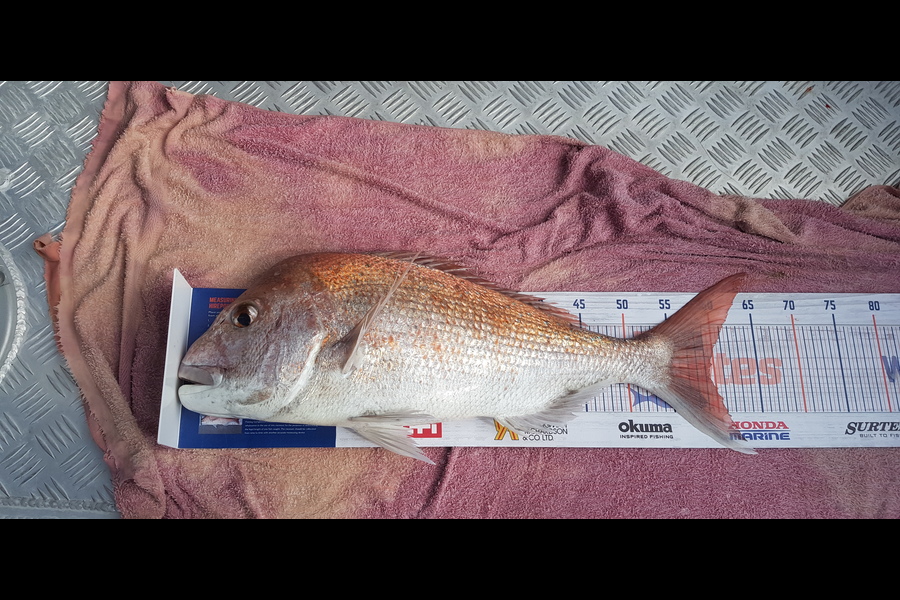 brent dais caught this 59.5cm Snapper at Coromandel  during The Export NZ Fishing Competition