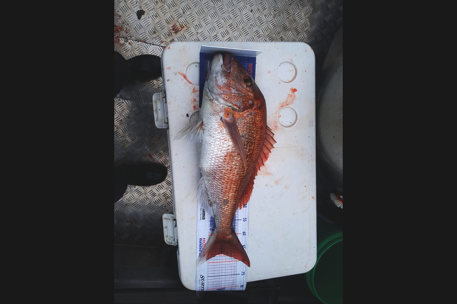 Damien Lardner caught this 67.0cm Snapper at Wanganui during The Export NZ Fishing Competition