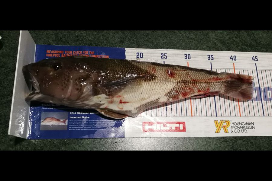 Leigh Page caught this 43.0cm Blue Cod at Wellington south coast during The Export NZ Fishing Competition