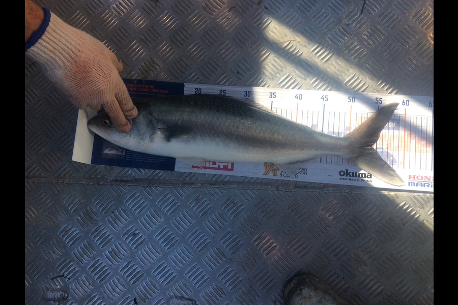 Nigel Sylva caught this 54.5cm Kahawai at Big Bay during The Export NZ Fishing Competition