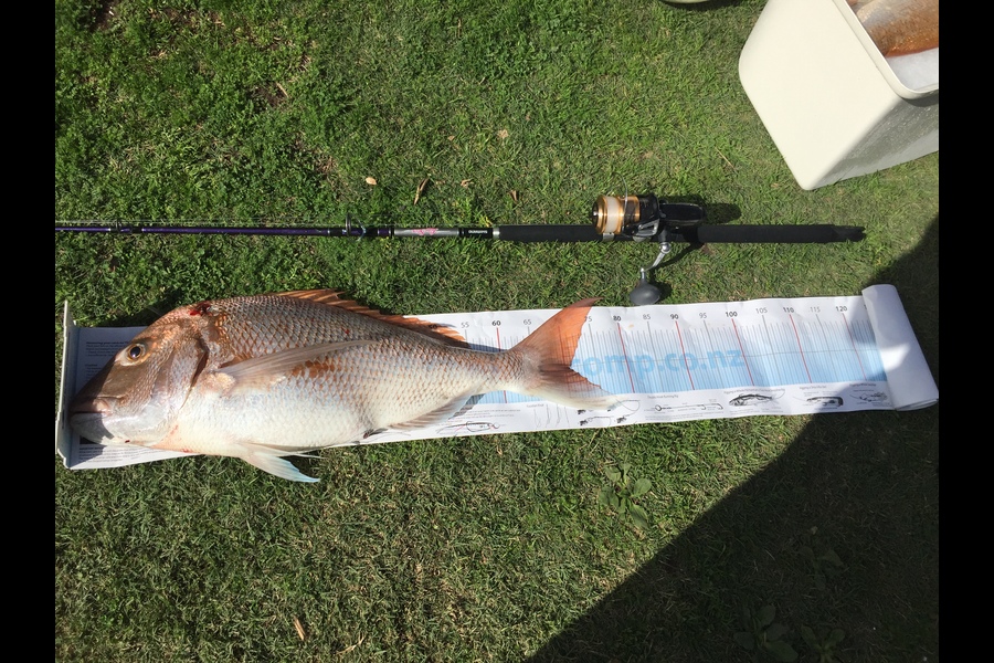 Shane Bell caught this 70.5cm Snapper at Long bay coromandel  during The Export NZ Fishing Competition