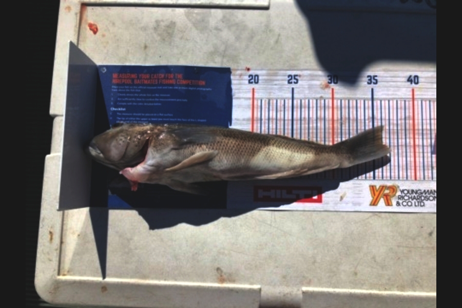 Fynn McDonough caught this 36.0cm Blue Cod at Marlborough Sounds during The Export NZ Fishing Competition