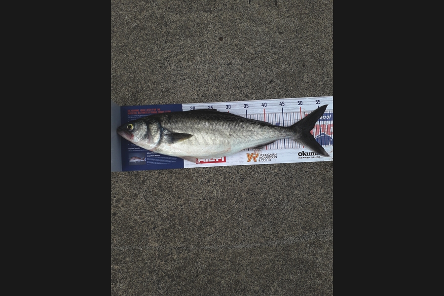 maty bailey caught this 52.0cm Kahawai at taranaki during The Export NZ Fishing Competition