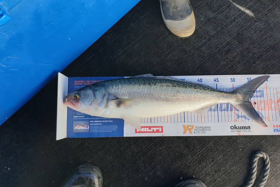Dean Cameron caught this 54.5cm Kahawai at Taranaki  during The Export NZ Fishing Competition