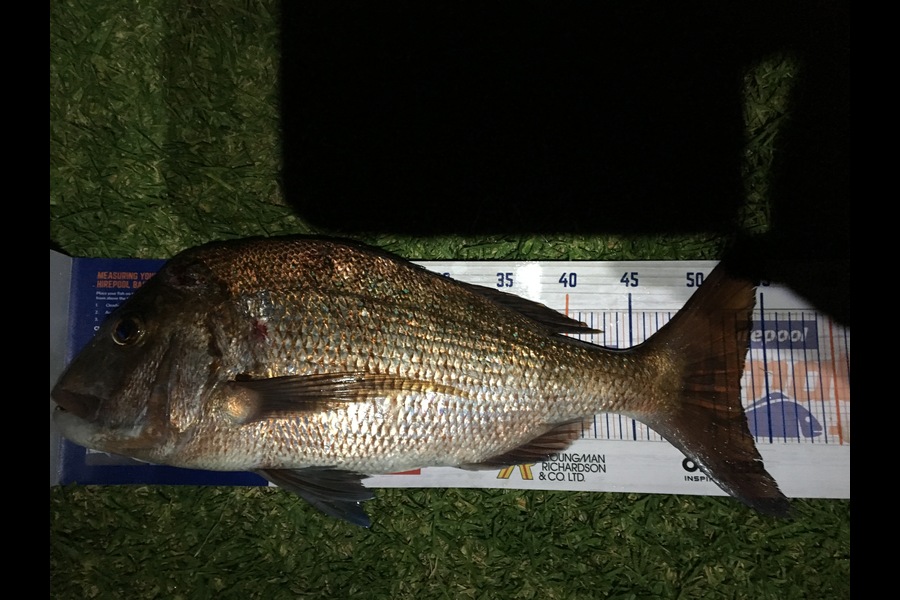 Daryl Bryant caught this 53.0cm Snapper at Tauranga Bay during The Export NZ Fishing Competition
