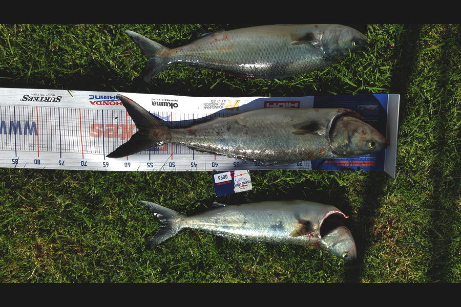 Stephen Torrey caught this 55cm Kahawai at Whitianga during The Export NZ Fishing Competition