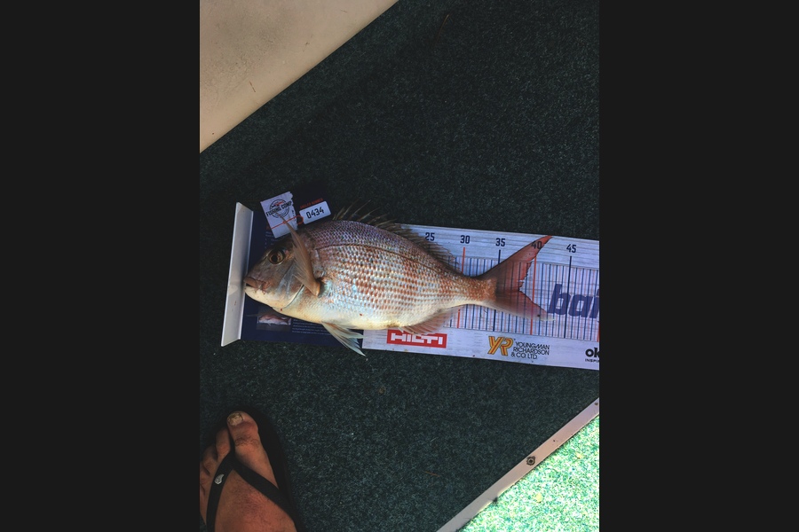 TONY KAY caught this 37.5cm Snapper at Raglan Harbour during The Export NZ Fishing Competition