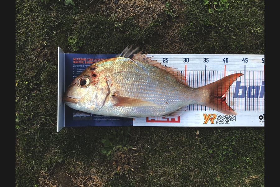 Vaughan Holdt caught this 39.0cm Snapper at Kaiaua during The Export NZ Fishing Competition