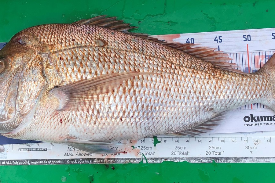 John Ra caught this 60.0cm Snapper at Coro Farms during The Export NZ Fishing Competition