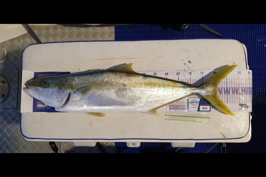 Sandra McGoram caught this 80.0cm Kingfish at Manukau Harbour during The Export NZ Fishing Competition