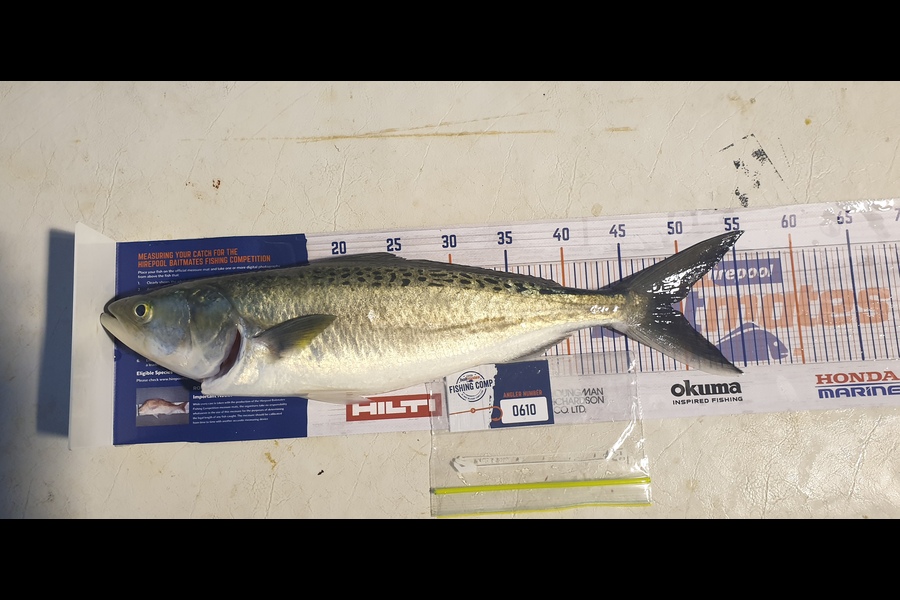 Les McGoram  caught this 48cm Kahawai at Manukau Harbour during The Export NZ Fishing Competition